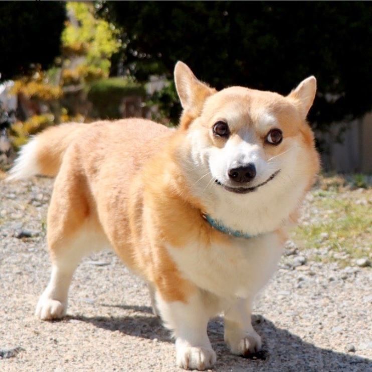 thánh biểu cảm corgi